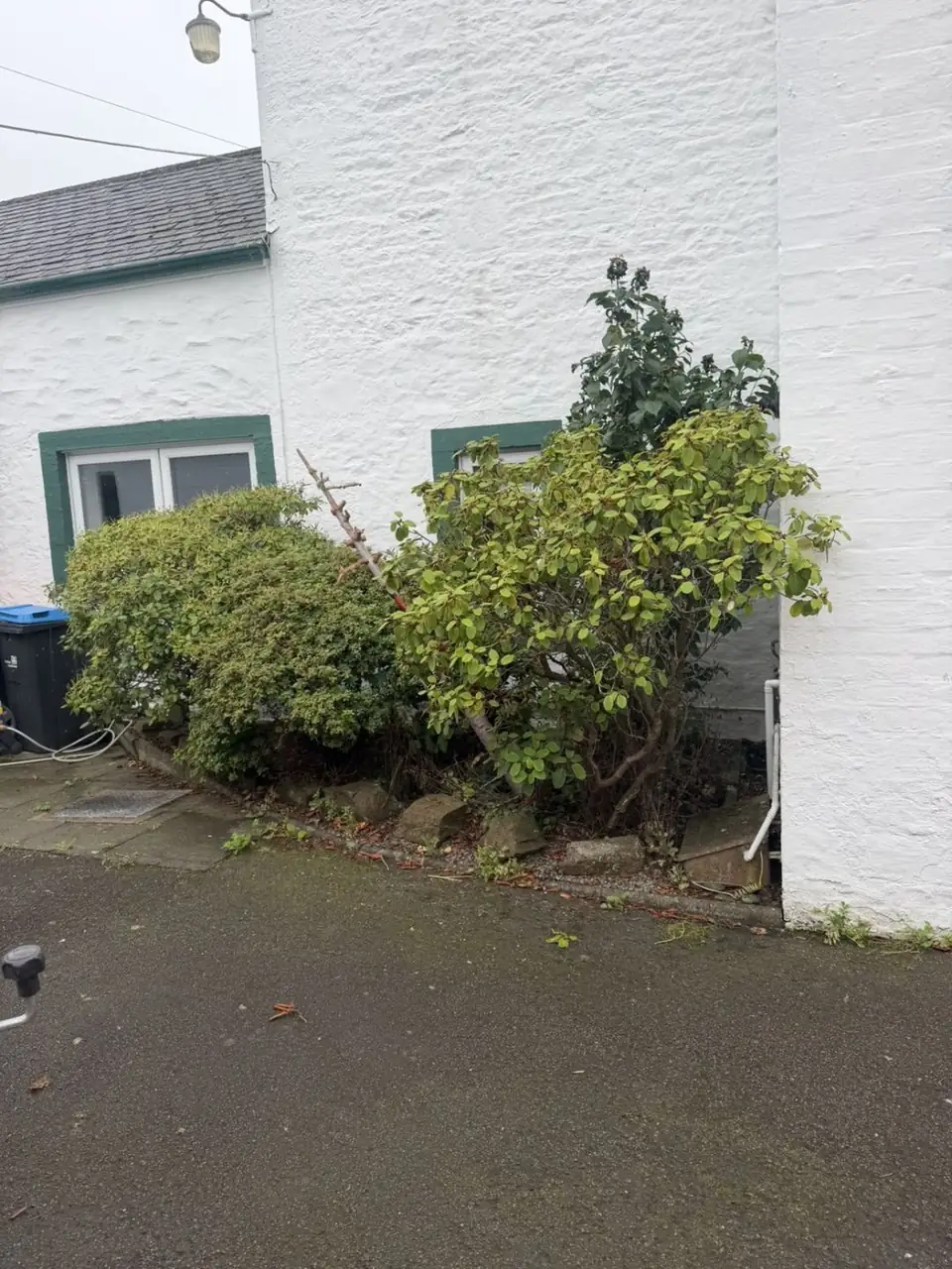 Overgrown shrubs against the cottage wall before the garden clearance in Lochmaben